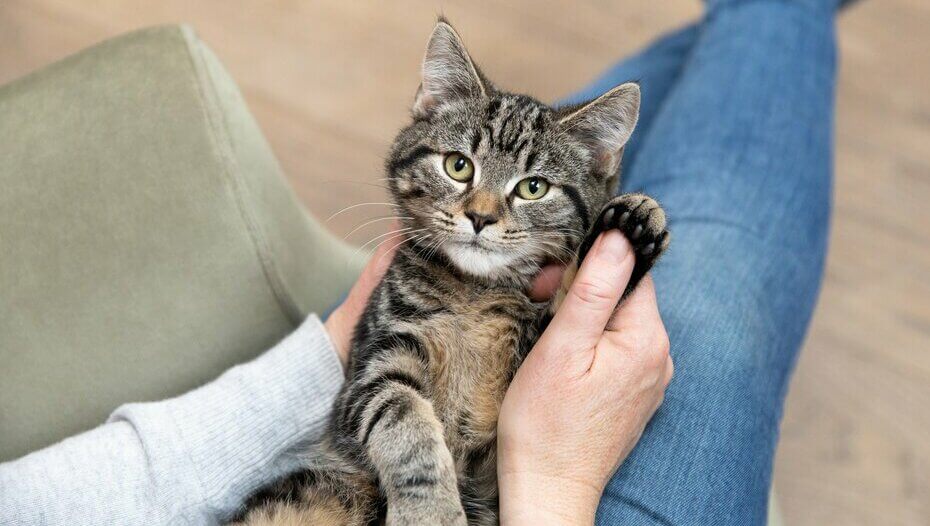 Cat Scratch Fever Everything You Need To Know Purina